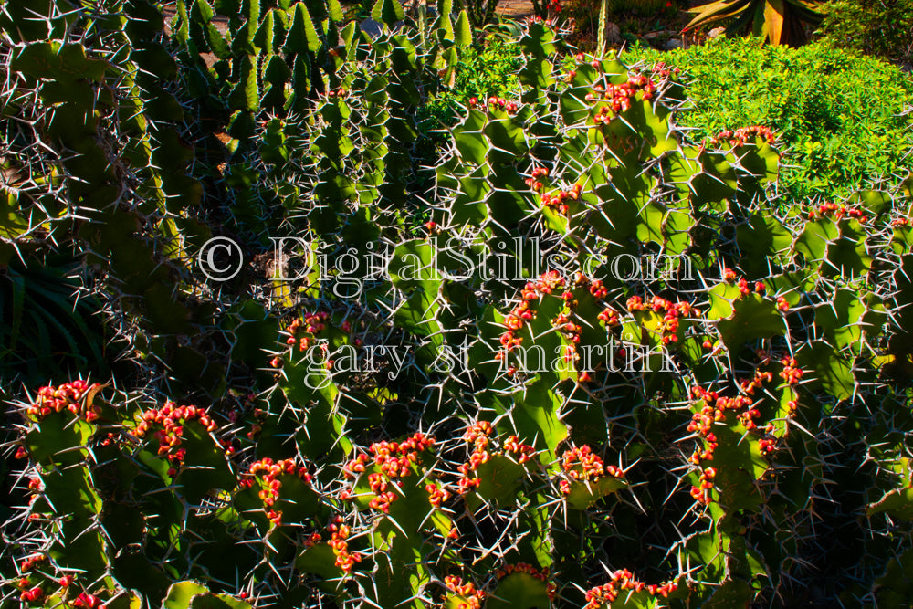 Cactus Flowers Digital, Scenery, Flowers