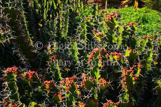 Euphorbia Digital, Scenery, Desert