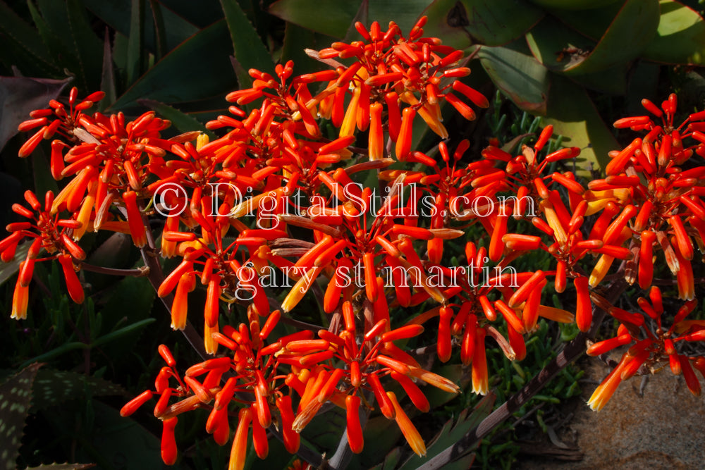 Aloe Vera Clumped Flower Pods, Scenery, Desert