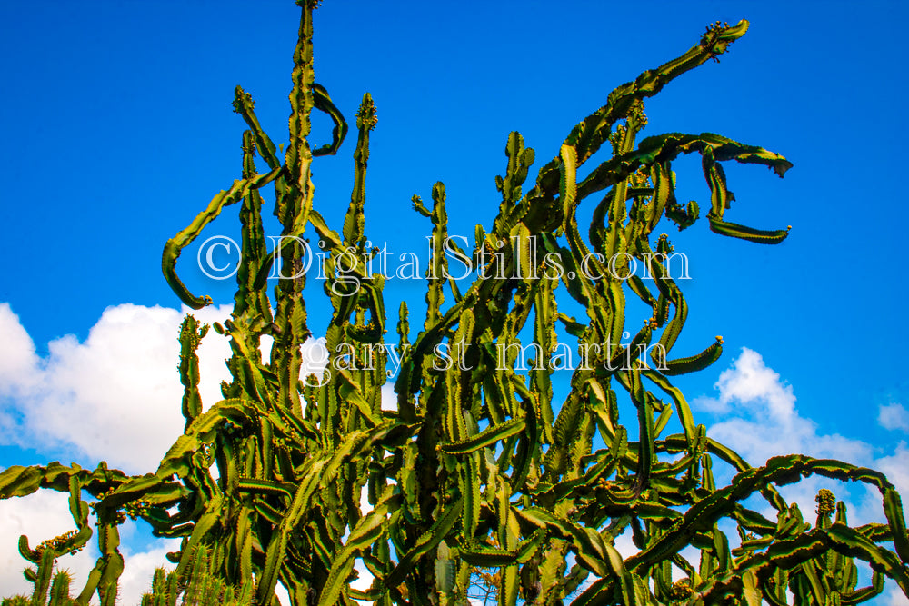 Twisted Cactus Digital, Scenery, Flowers