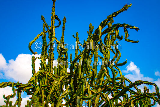 Euphorbia Cactus Digital, Scenery, Desert