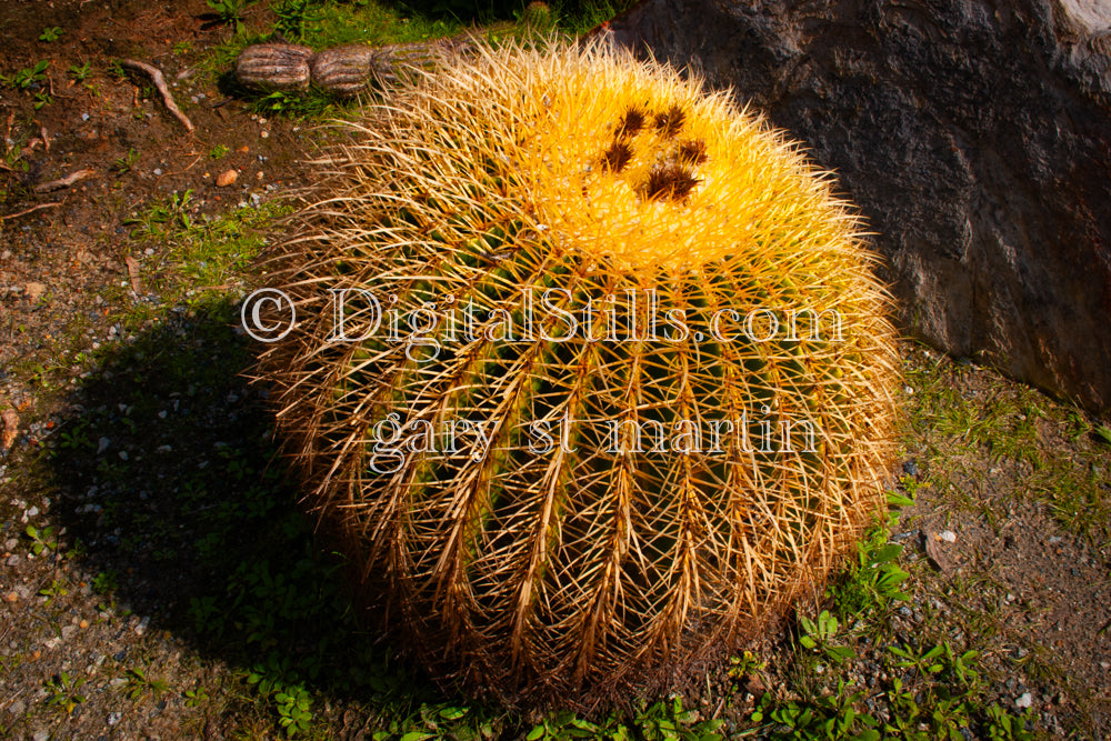 Barrel cactus. Digital, Scenery, Flowers