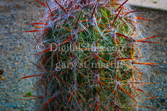 Oreocereus CactusDigital, Scenery, Flowers