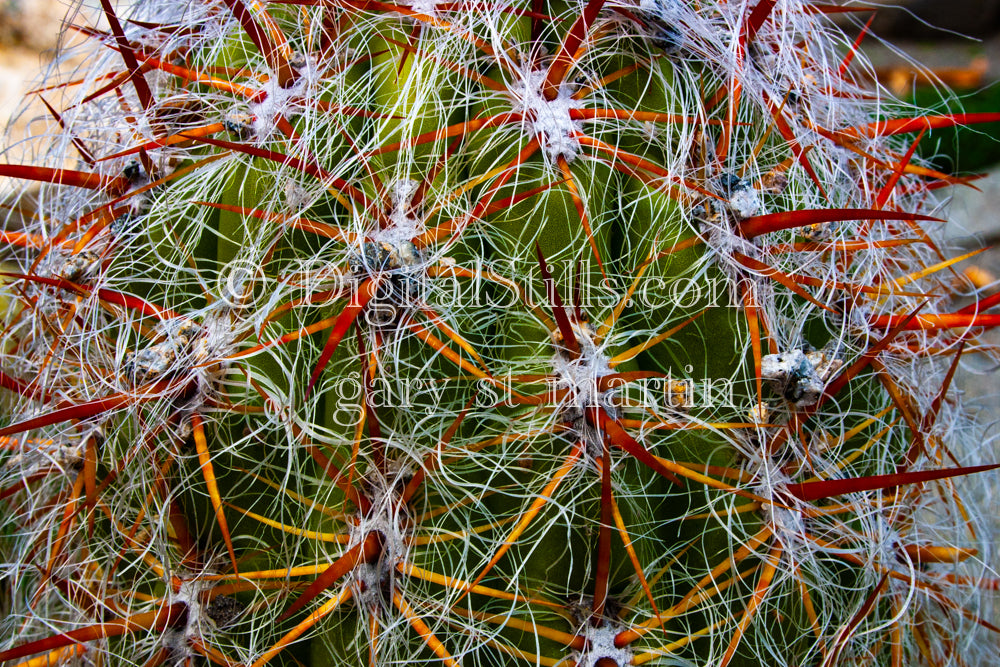 Oreocereus Cactus Closeup, Digital, Scenery, Flowers