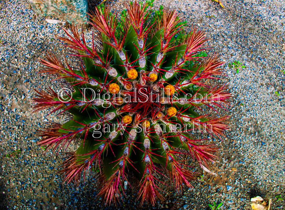 Barrel cactus Top View, Digital, Scenery, Flowers
