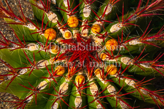 Barrel cactus Closeup Top View 