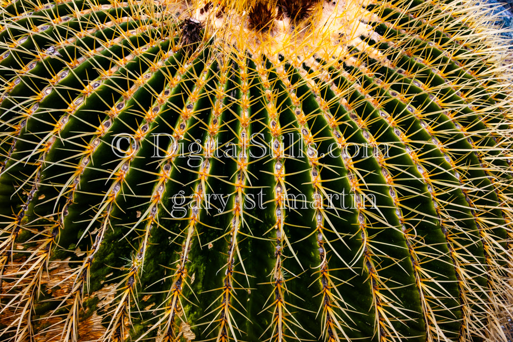 Golden Barrel Cactus Side View, Scenery, Desert