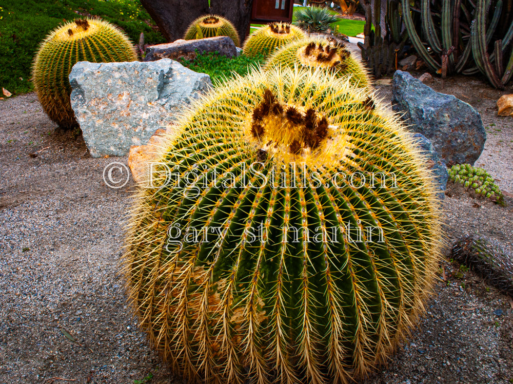 Prickly Barrel Cactus Wide, Digital, Scenery, Flowers