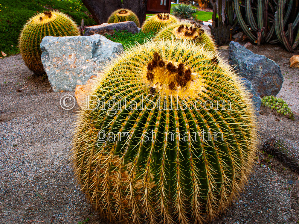 Golden Barrel Cactus Garden, Scenery, Desert