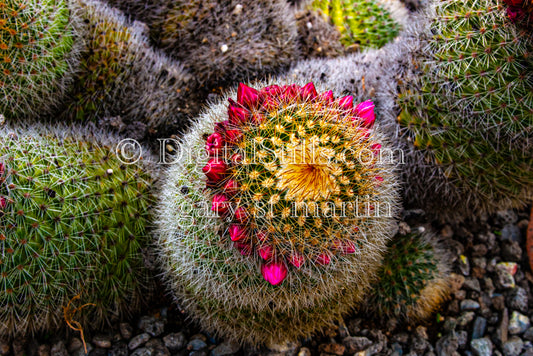 Spiny Pincushion Cactus Single, Scenery, Desert