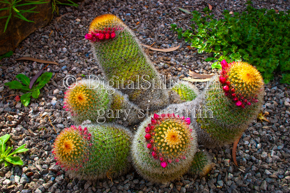 Group of Budding Spiny Pincushion Cactus,  Scenery, Desert