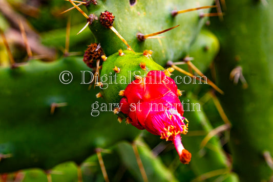 Hawaii Cactus Flower, Digital, Scenery, Flowers