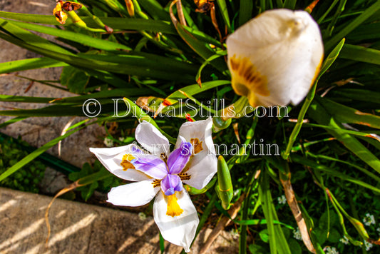 Fortnight lily Portraits, Digital, Scenery, Flowers