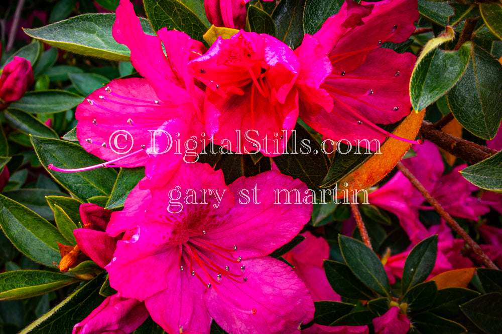 Pretty Pink Azalea, Digital, Scenery, Flowers