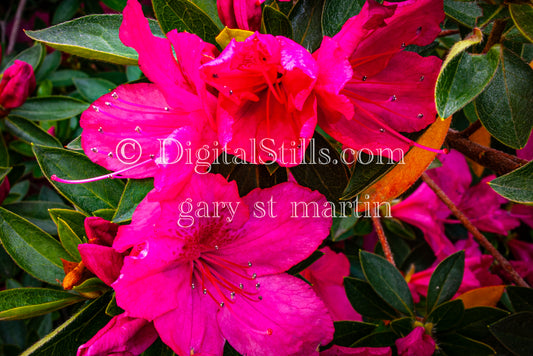 Pretty Pink Azalea, Digital, Scenery, Flowers