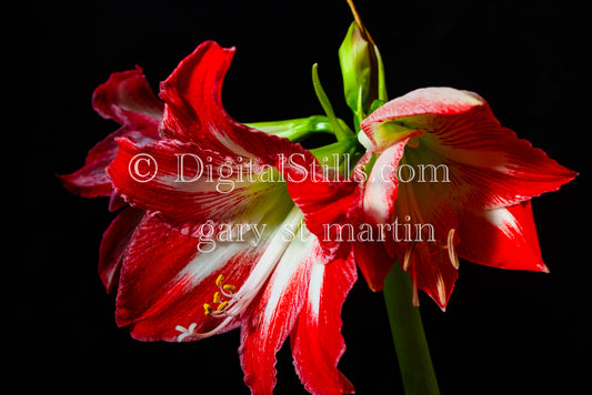 Amaryllis Flower, Digital, Scenery, Flowers