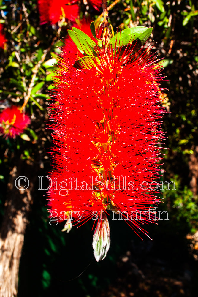 Red Bottlebrush Tree, Digital, Scenery, Flowers
