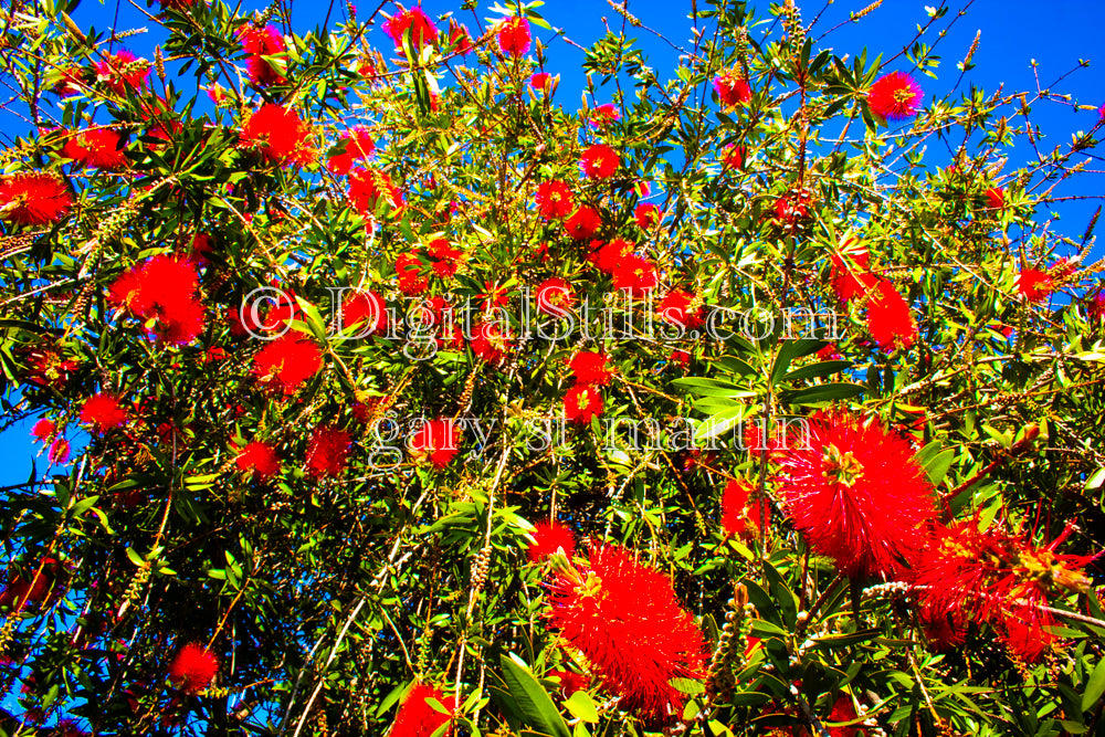 Red Bottlebrush Tree Wide Shot Digital, Scenery, Flowers