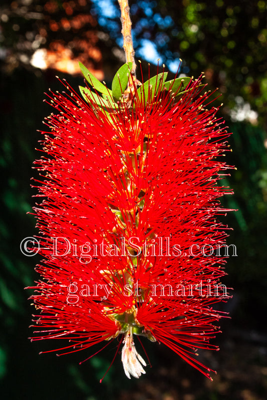 Single Red Bottlebrush Tree 