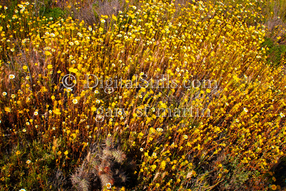 Yellow Mini Flowers., Digital, Scenery, Flowers