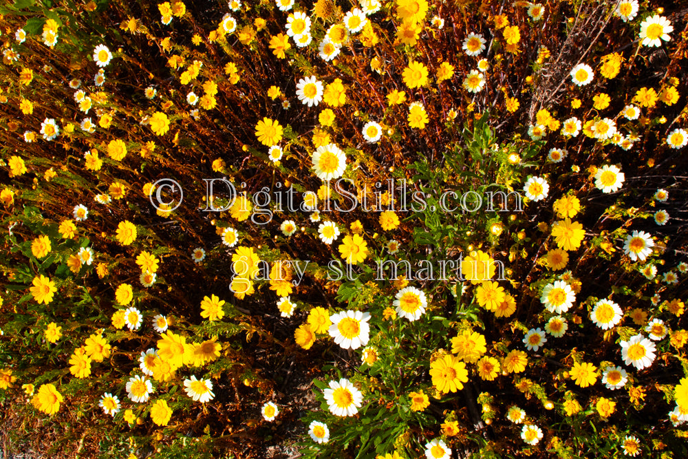 White And Yellow Mini Flowers Top View Digital, Scenery, Flowers