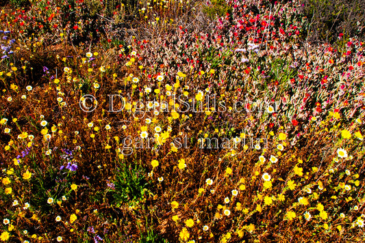 Red Purple White And Yellow Mini Flowers Digital, Scenery, Flowers