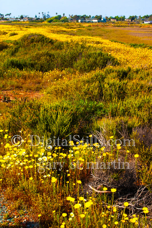 Blooming Yellow Flower Field Digital, Scenery, Flowers