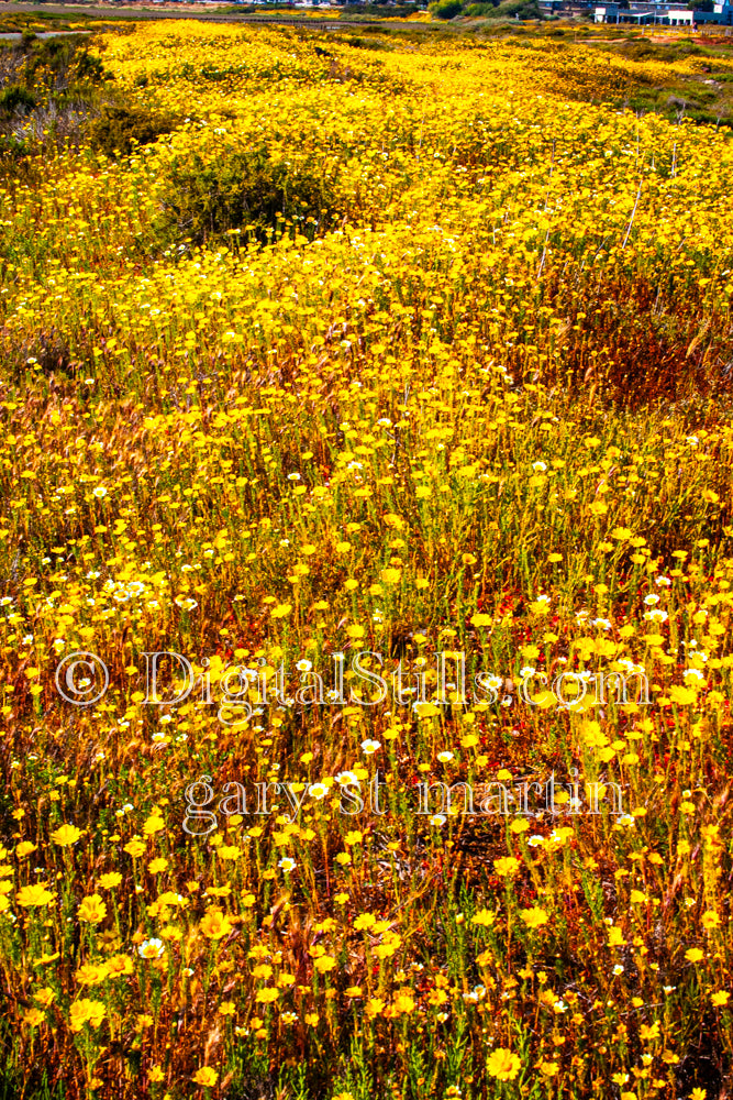 Blooming Yellow Flower Field V2 Digital, Scenery, Flowers