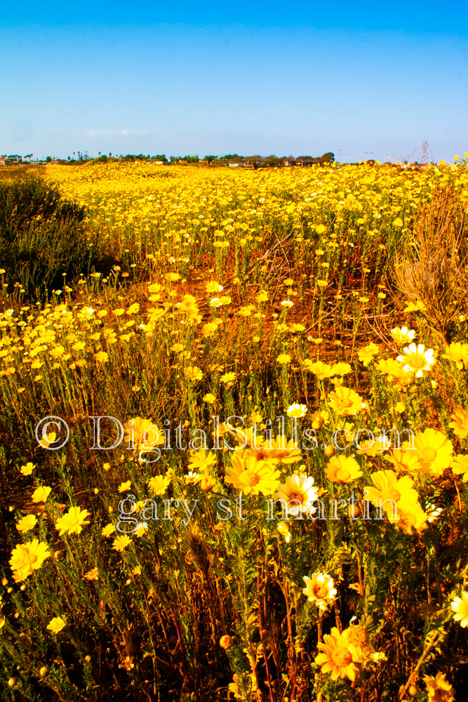 Blooming Yellow Flower Field Golden Hour