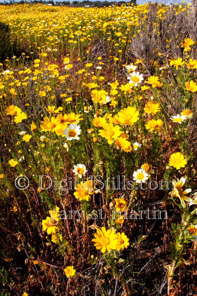  Blooming Yellow Flower Field side view Digital, Scenery, Flowers