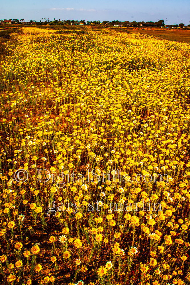 Yellow Flowers In The Field