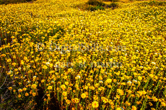 Yellow Flowers In The Field Digital, Scenery, Flowers