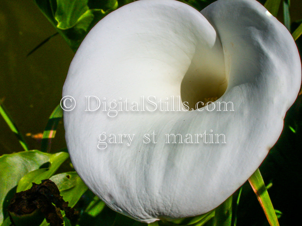 Arum-lily Digital, Scenery, Flowers