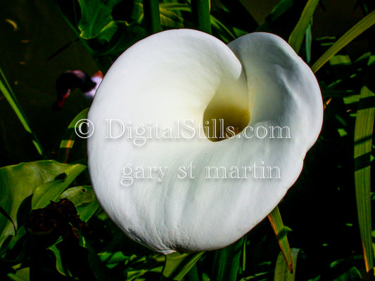 Wide Shot Of Arum-lily Digital, Scenery, Flowers