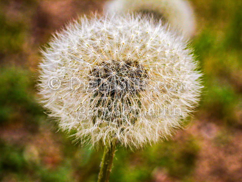 Portrait Of Dandelion Digital, Scenery, Flowers