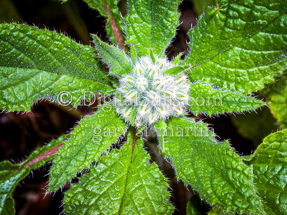 Borage Plant Green Leaves Digital, Scenery, Flowers