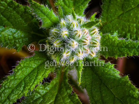 Borage Plant Green Leaves V2