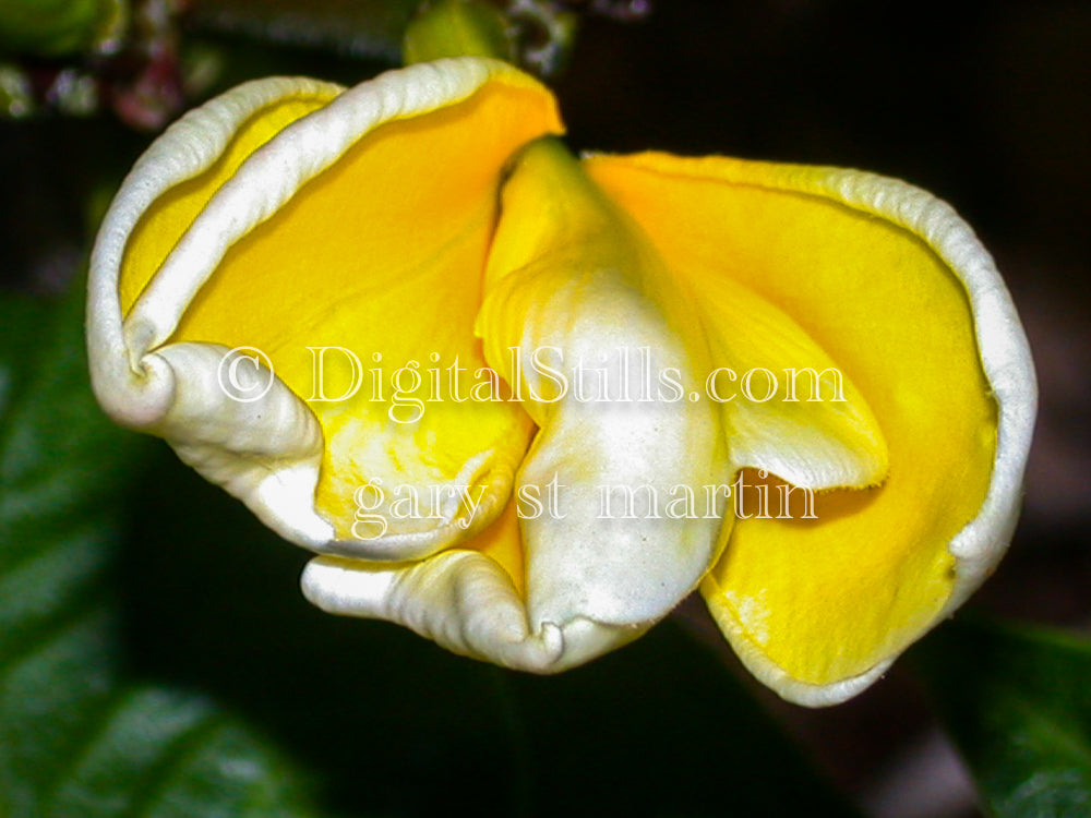 Closed Yellow Plumeria alba Digital, Scenery, Flowers