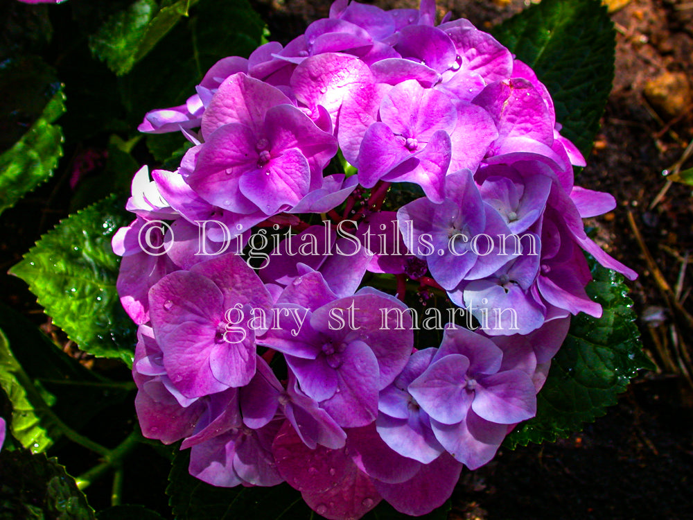 Purple Hydrangea Digital, Scenery, Flowers
