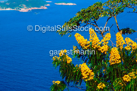 Cenostigma Pulviosum Flower