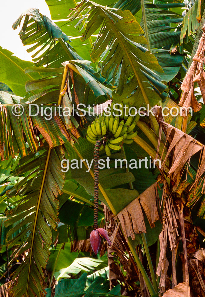 Bananas growing on a tree with large green leaves
