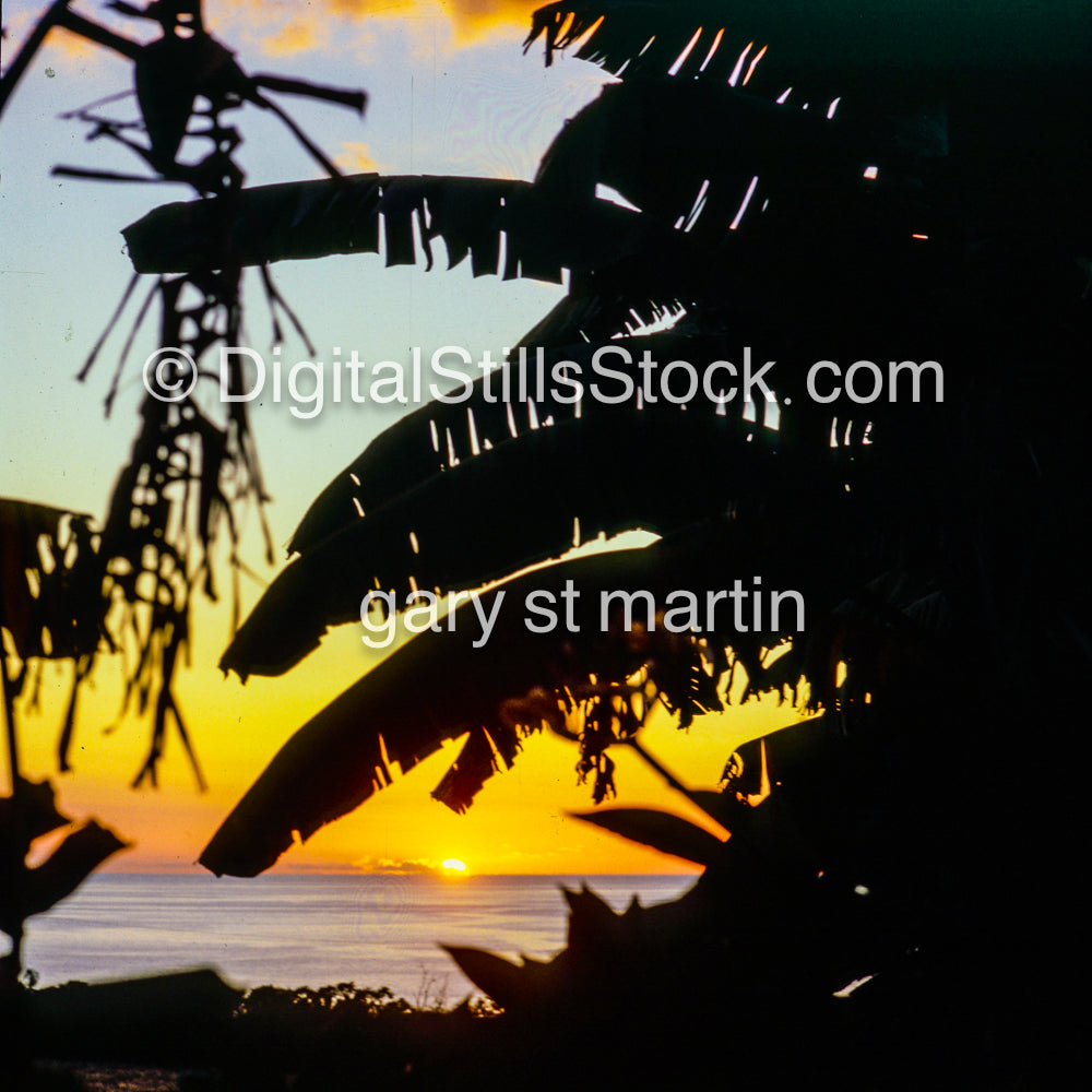 Silhouettes of Tropical Plants, Hawaii, analog sunsets