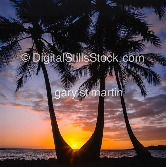 Double Palm Trees, The Big Island, Hawaii, analog sunsets