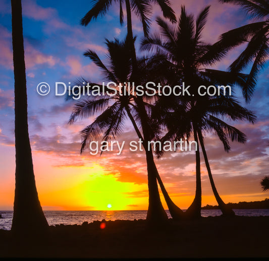 Silhouettes of Palm trees during a sunset, Hawaii, analog sunsets