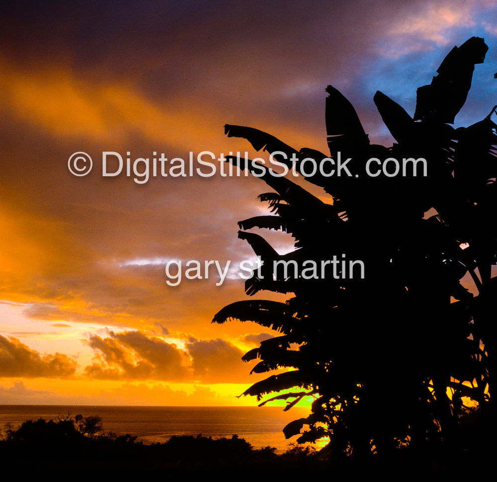 Birds of Paradise in front of a Glowing Sunset on the Big Island, Hawaii, analog sunsets