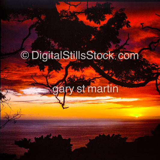 Silhouette of tree branches in front of a bright red sunset, Hawaii, analog sunset