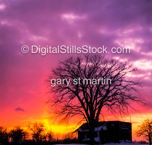 Large tree in front of a colorful sunset, analog sunset