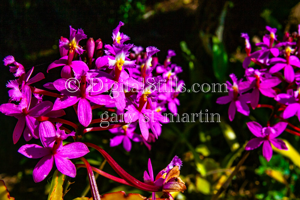 Purple Mini Flowers Digital, Scenery, Flowers
