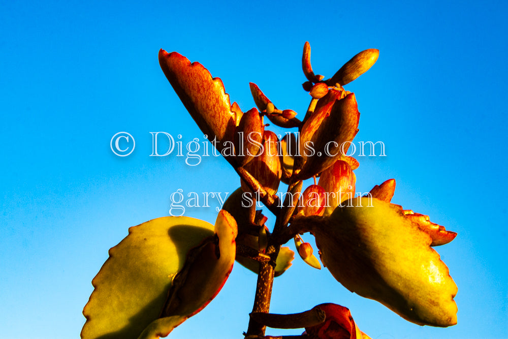 Bryophyllum Digital, Scenery, Flowers