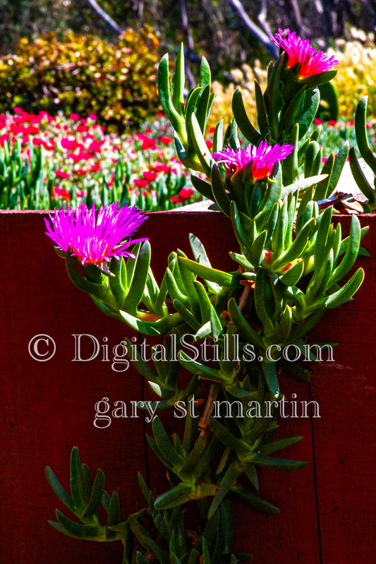 Chilean Sea Fig Digital, Scenery, Flowers